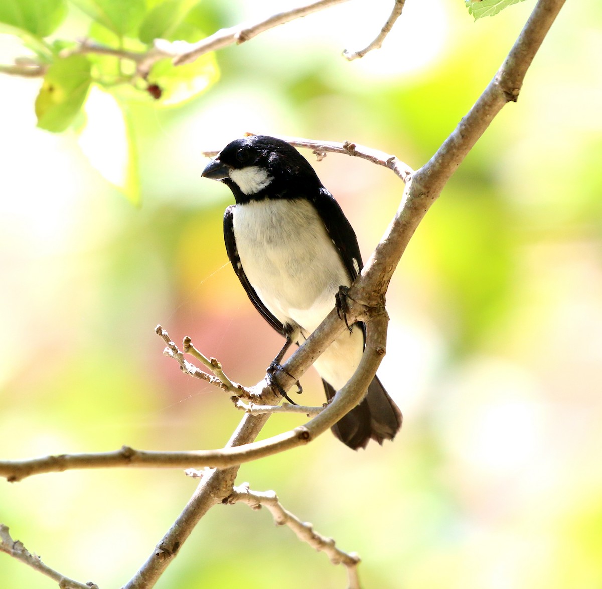 Lined Seedeater - ML647715281