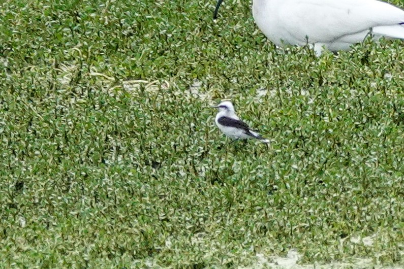 Masked Water-Tyrant - ML647715282