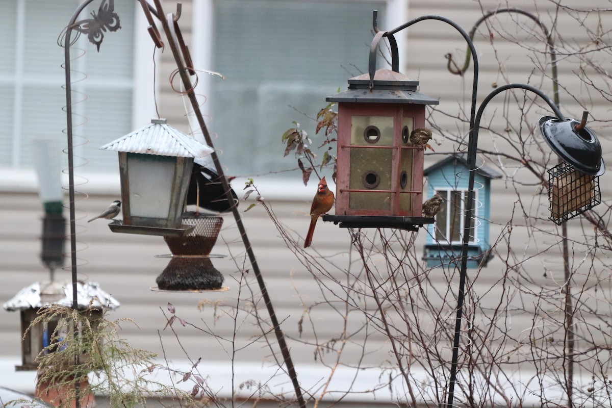 Carolina Chickadee - ML647715283