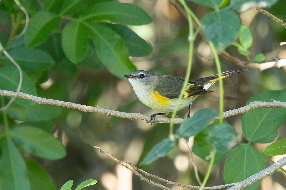 American Redstart - ML647715284