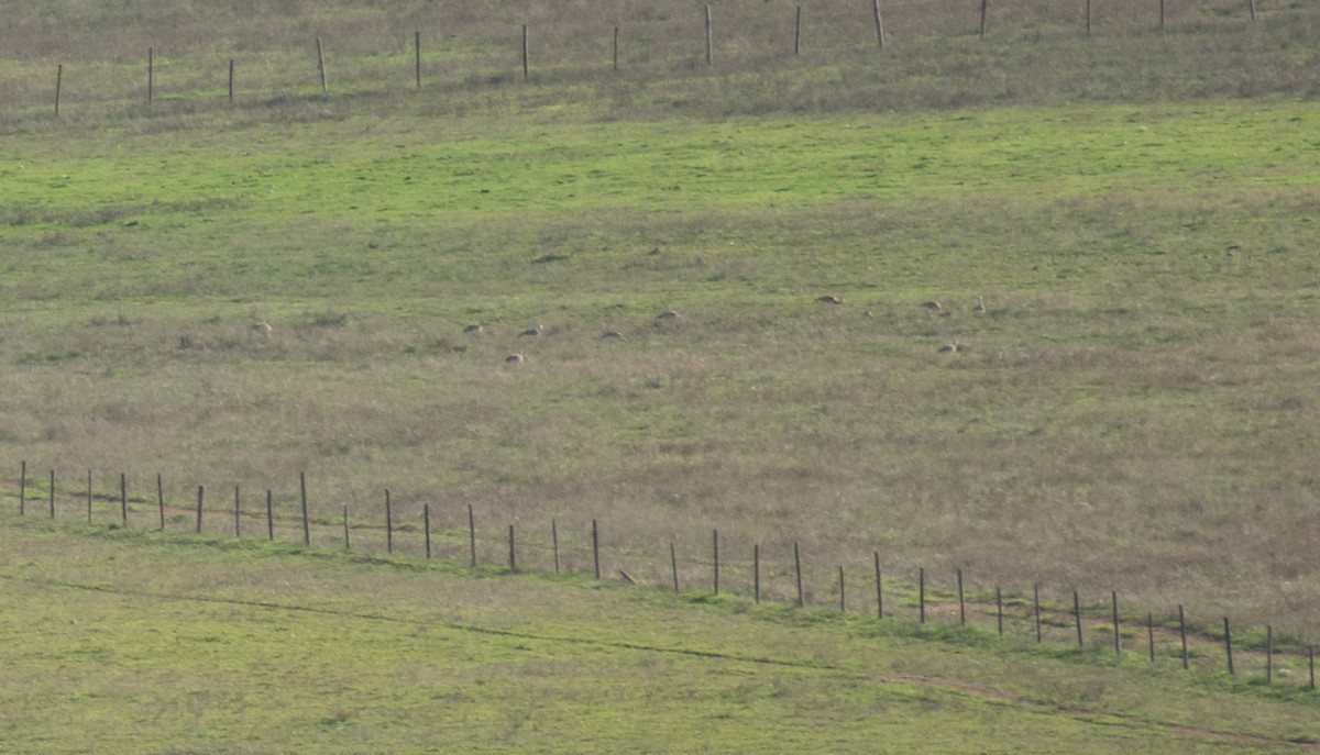 Great Bustard - ML647715289