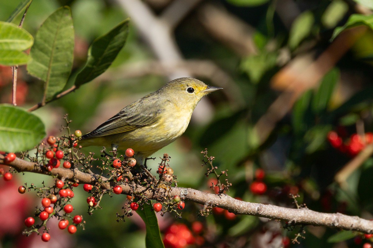 Northern Yellow Warbler - ML647715290
