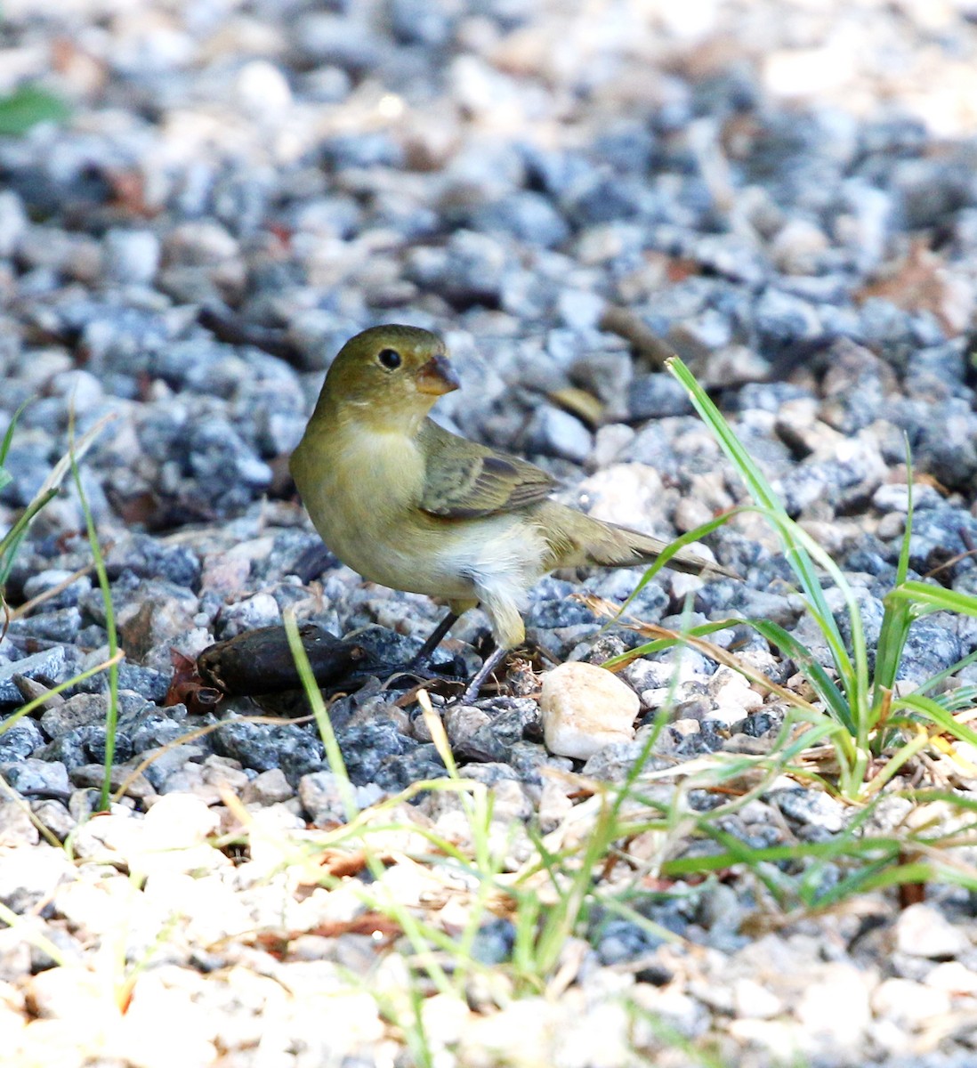 Lined Seedeater - ML647715291