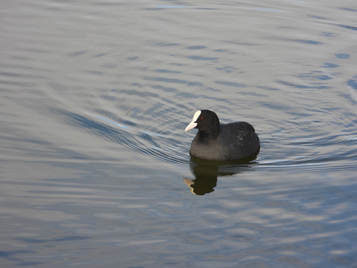 Eurasian Coot - ML647715293