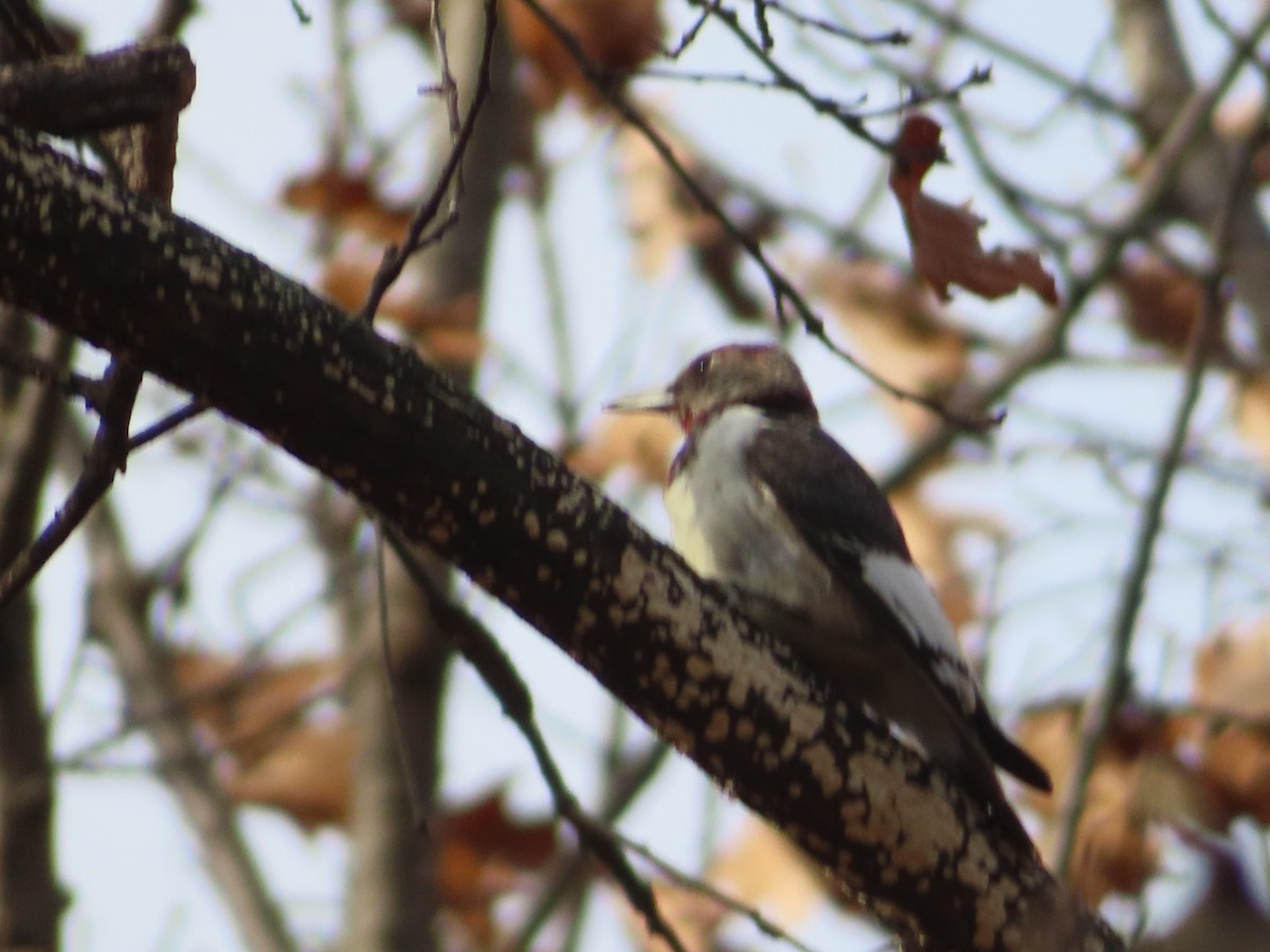 Red-headed Woodpecker - ML647715294