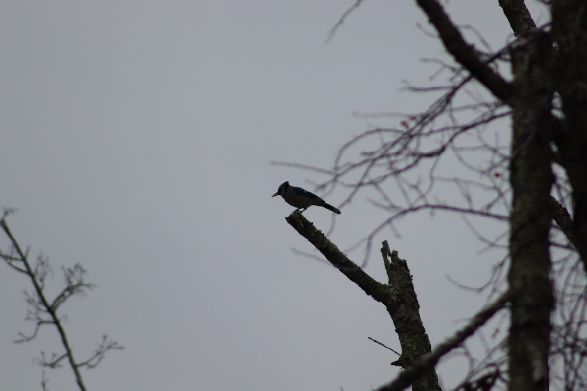 Blue Jay - ML647715353