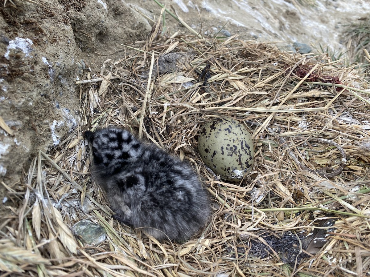 Dolphin Gull - ML647715355