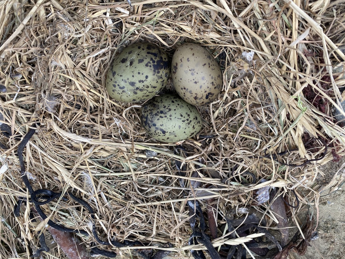 Dolphin Gull - ML647715357