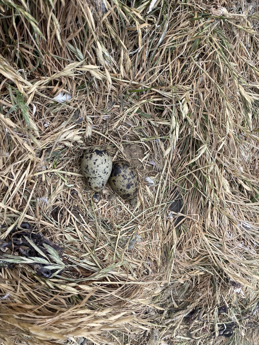 Dolphin Gull - ML647715358