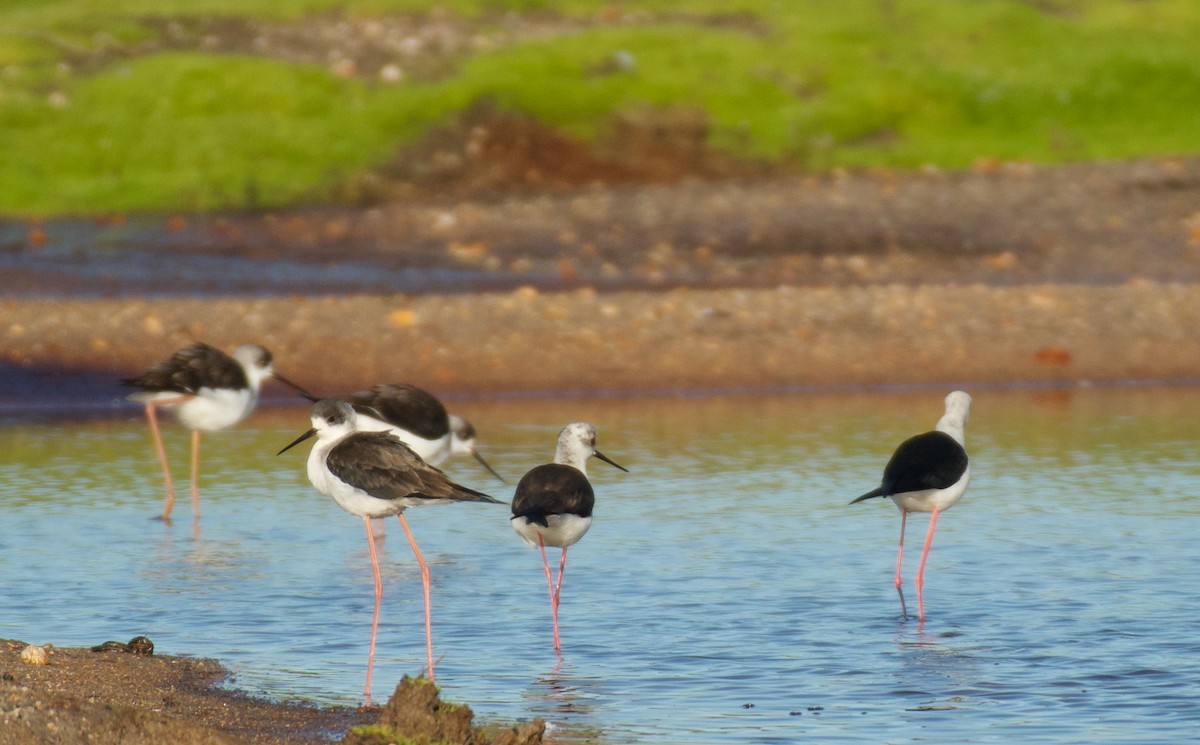 高蹺鴴 - ML647715366