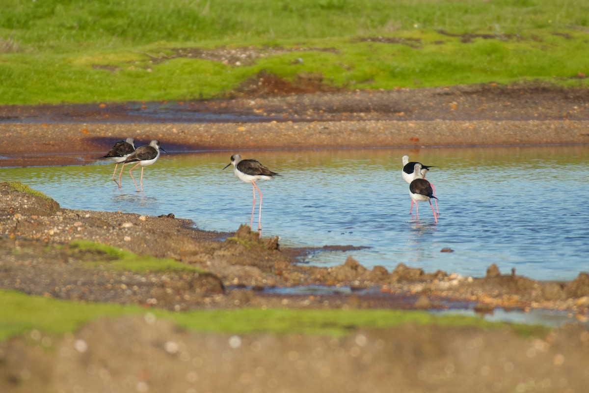 高蹺鴴 - ML647715367