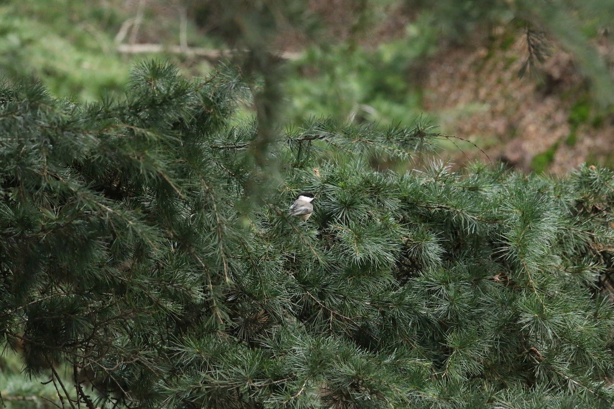Black-capped Chickadee - ML647715374