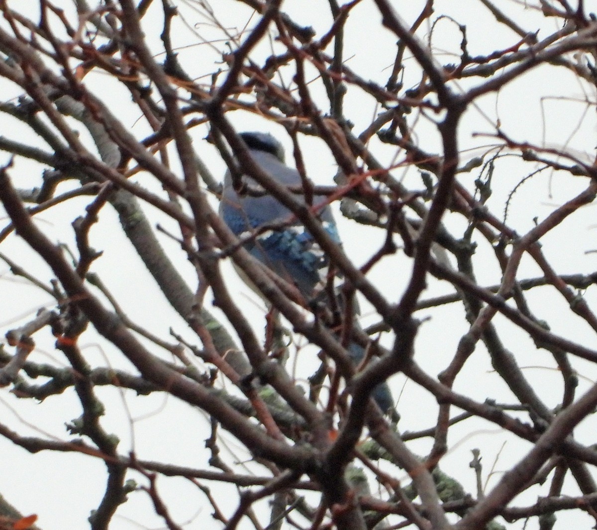 Blue Jay - ML647715375