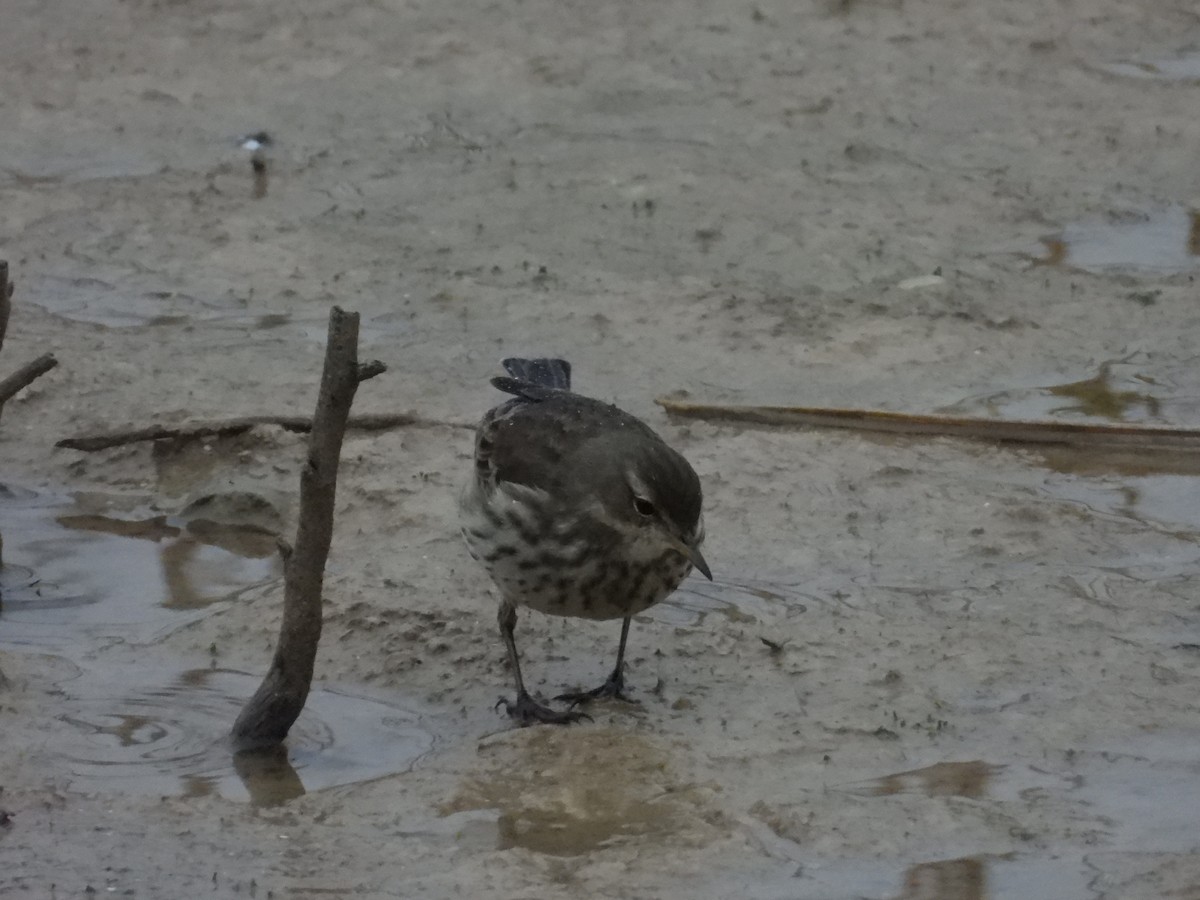 vannpiplerke - ML647715411