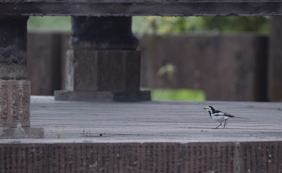 נחליאלי לבן (סיני) - ML647715417