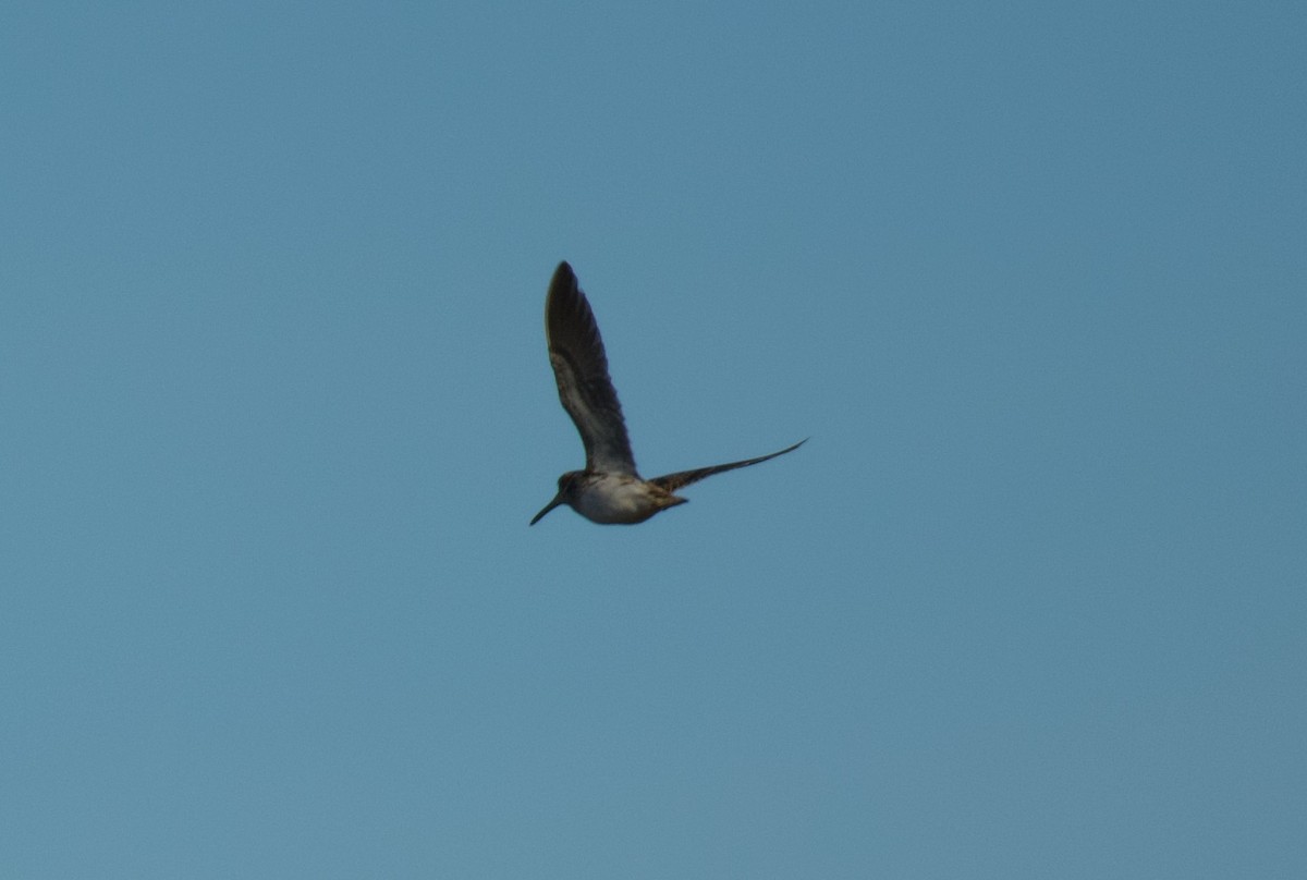 小鷸 - ML647715423