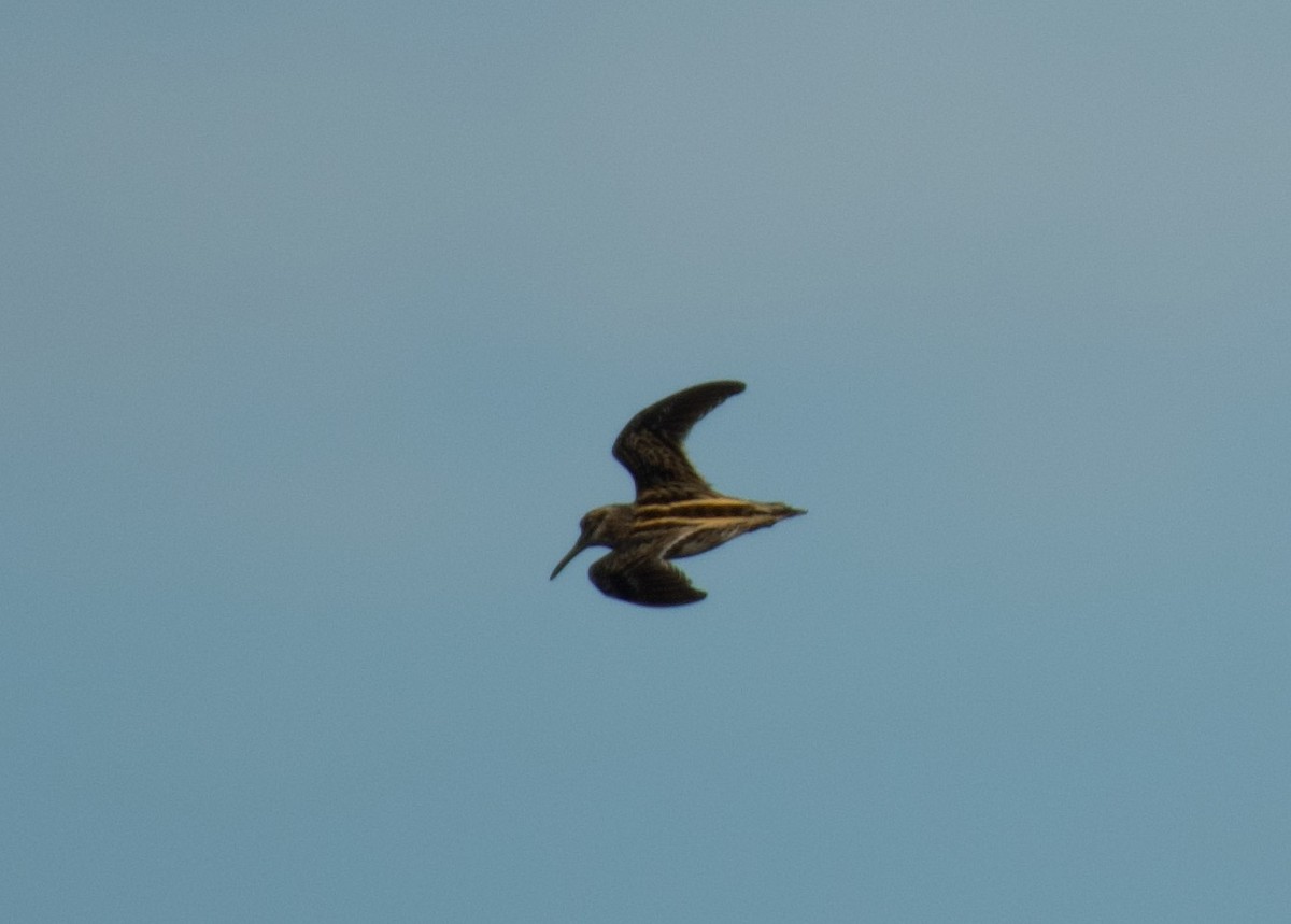 小鷸 - ML647715424