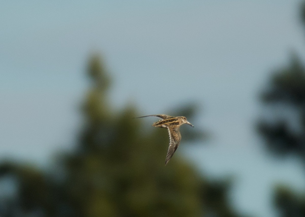 小鷸 - ML647715425