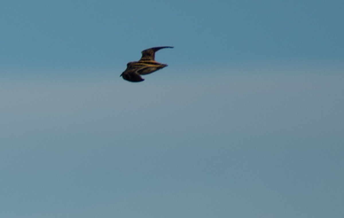 小鷸 - ML647715426