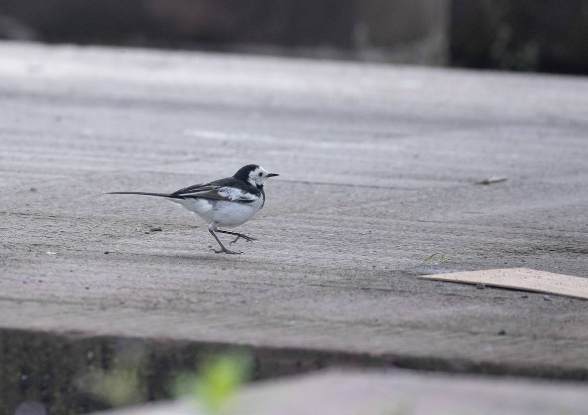נחליאלי לבן (סיני) - ML647715427