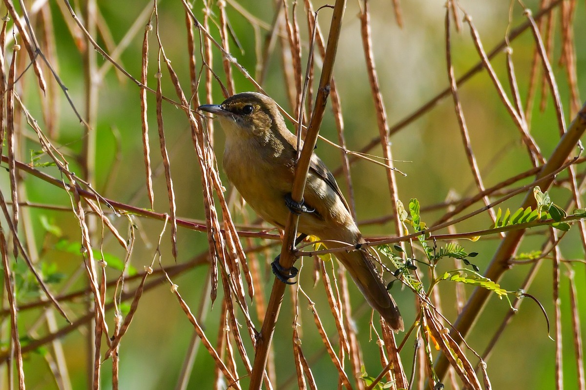 Өмнөдийн охил бялзуухай - ML647715433