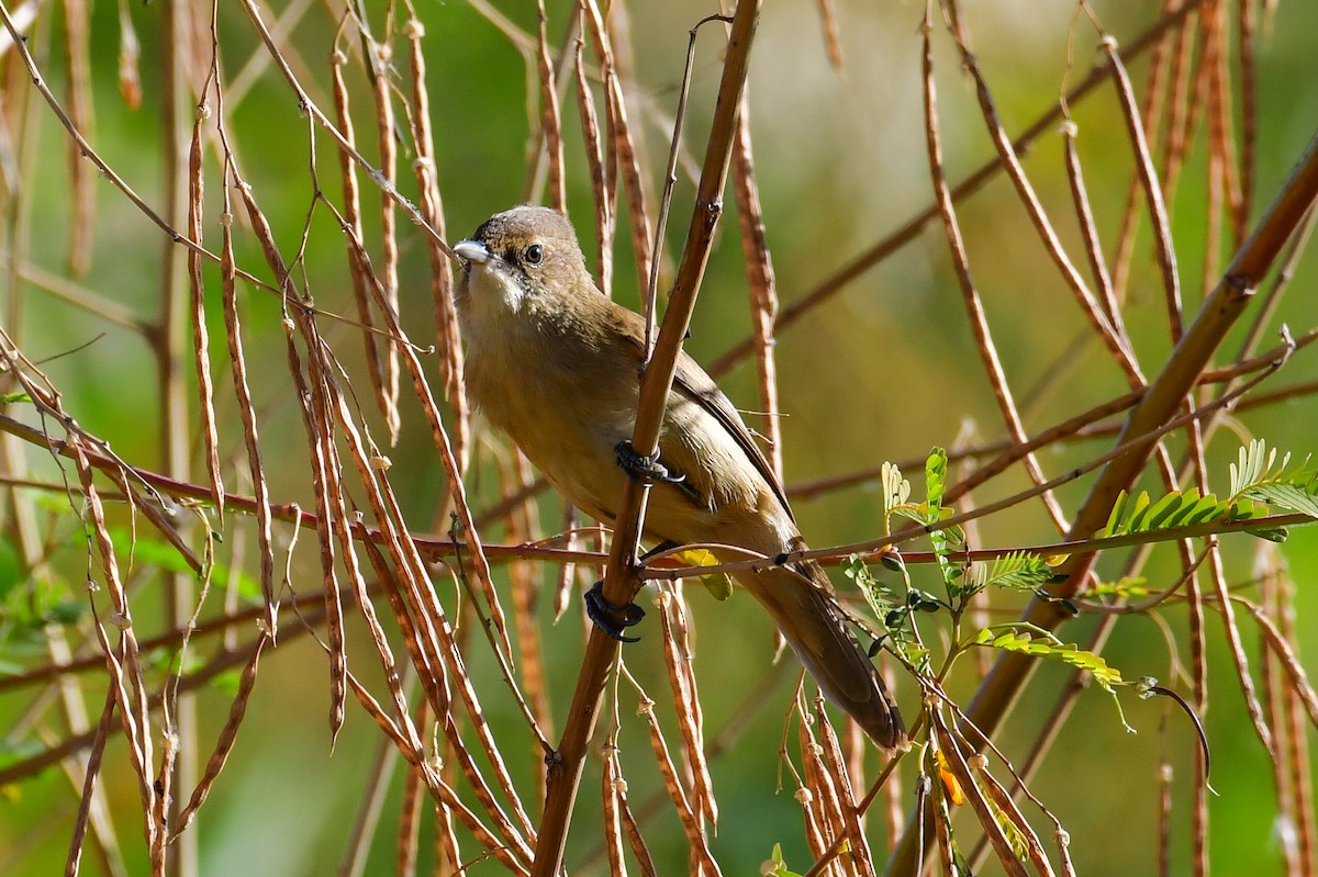 Өмнөдийн охил бялзуухай - ML647715434