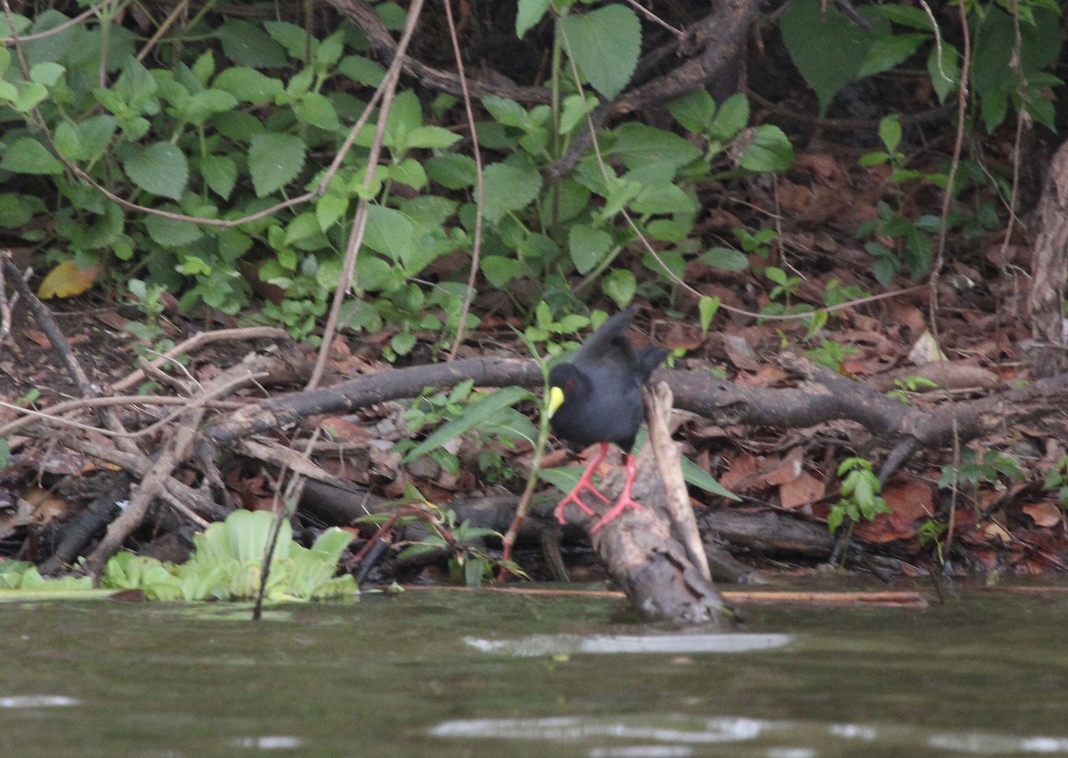 svartrikse - ML647715459