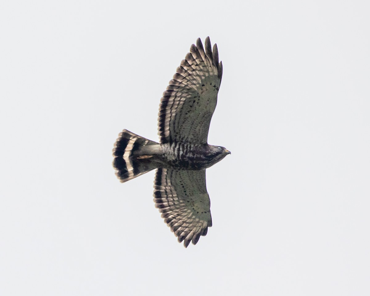 Канюк ширококрилий - ML647715521