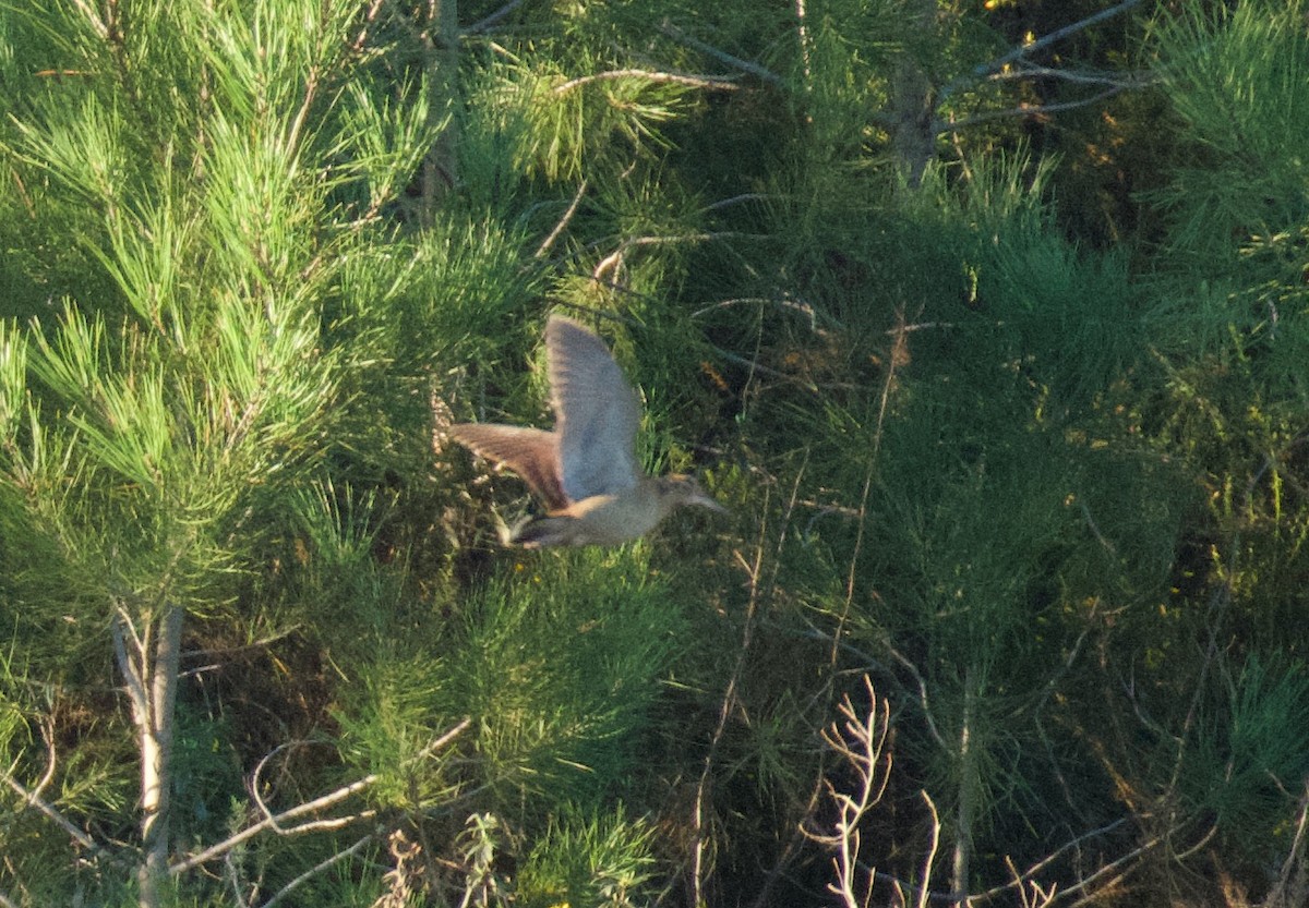 Eurasian Woodcock - ML647715545