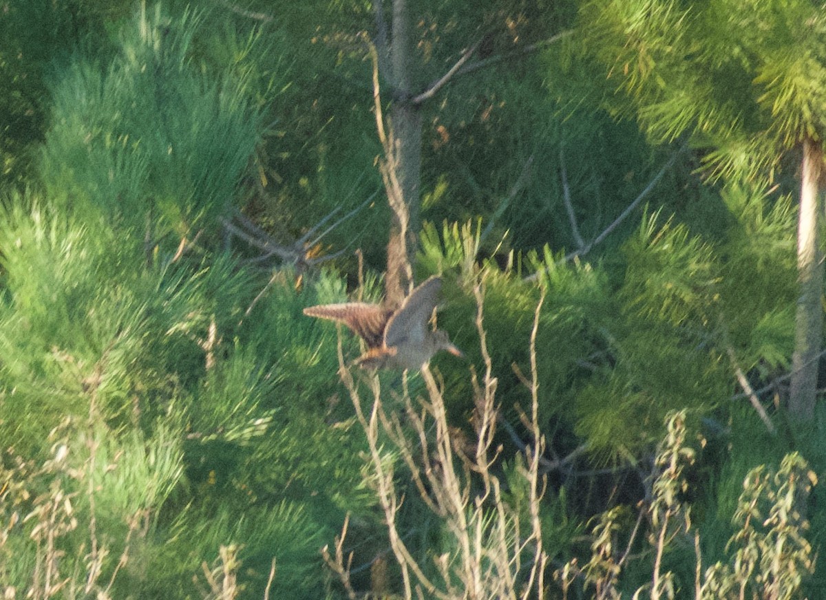 Eurasian Woodcock - ML647715546