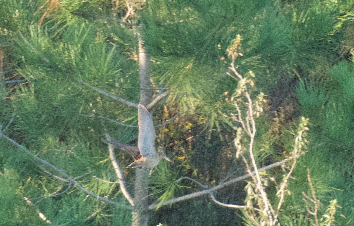 Eurasian Woodcock - ML647715547