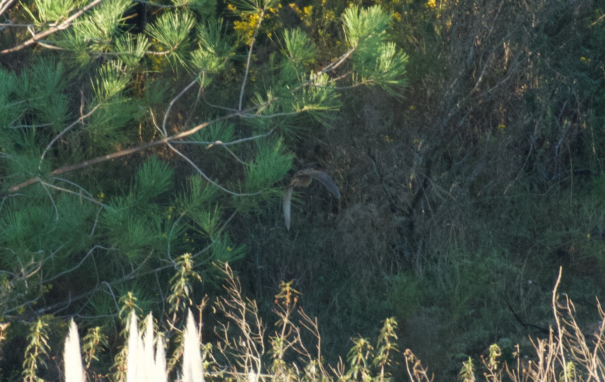 Eurasian Woodcock - ML647715548