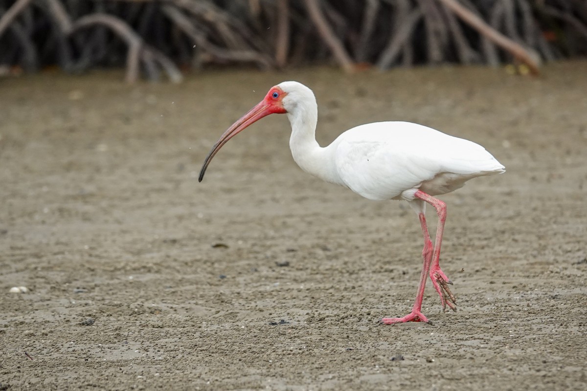 hvitibis - ML647715595