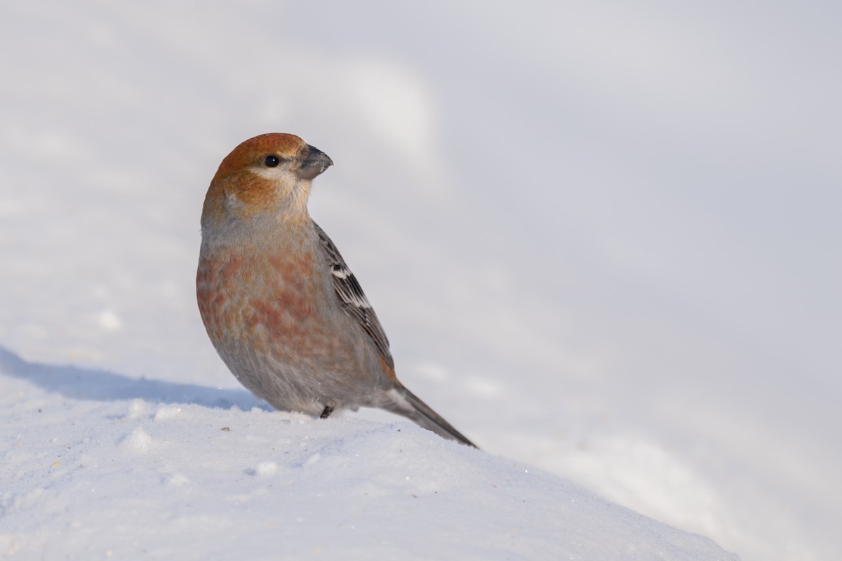 Pinu-gailupa - ML647715599