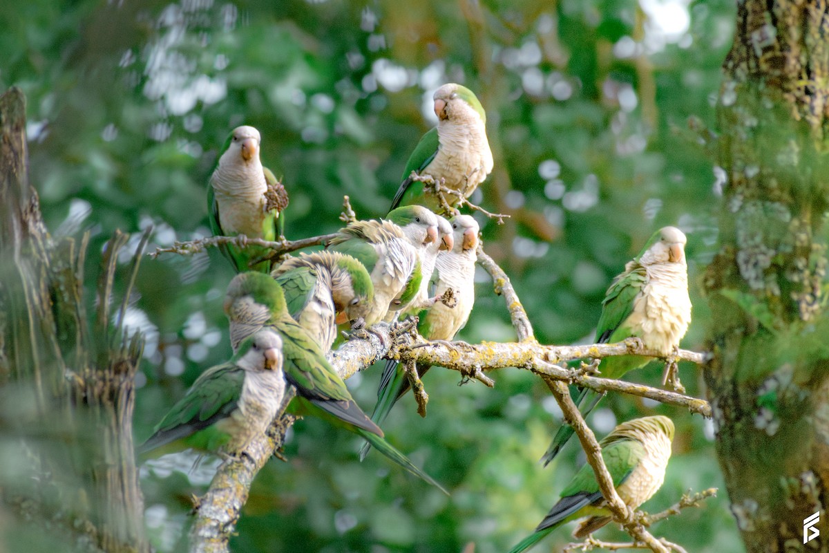 munkeparakitt - ML647715617