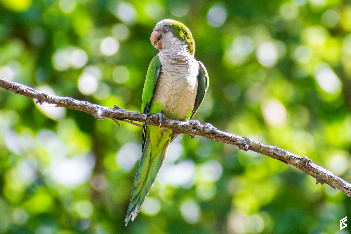 munkeparakitt - ML647715618