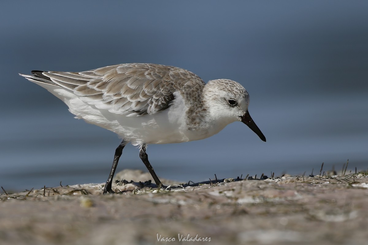 sandløper - ML647715619