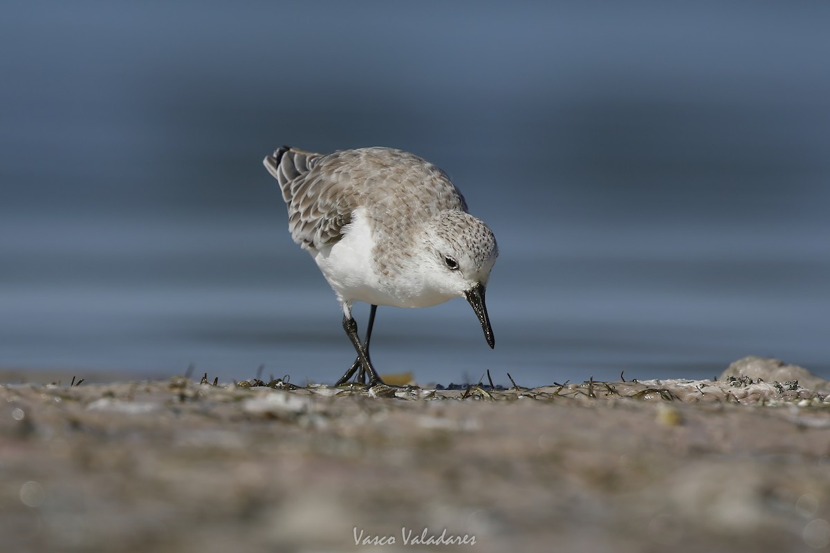 sandløper - ML647715620