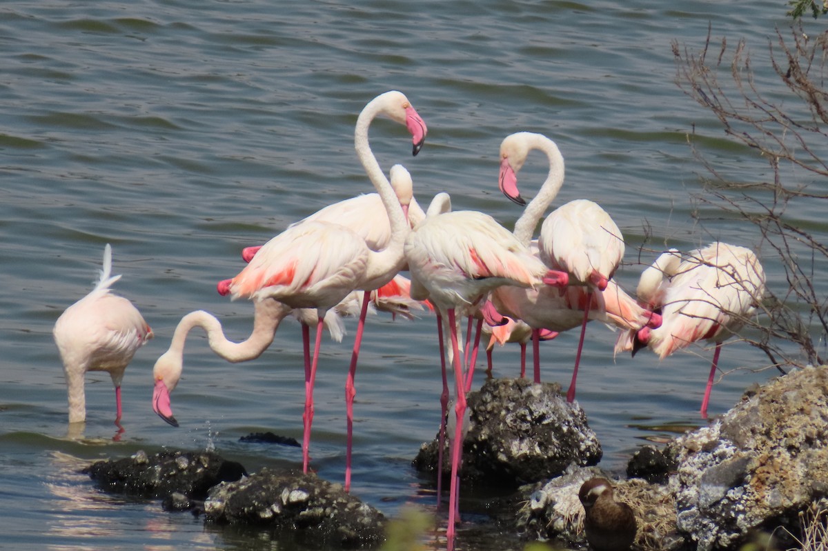 dvergflamingo - ML647715622