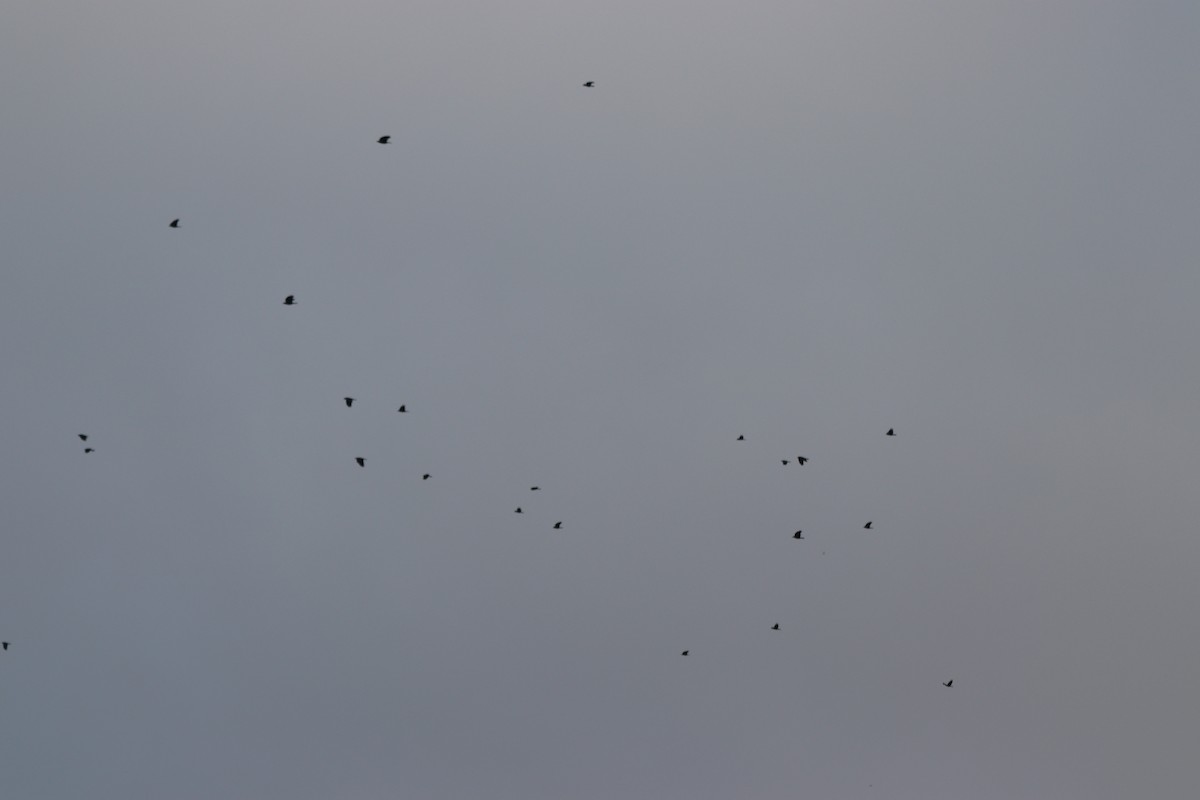 fiskekråke - ML647715623