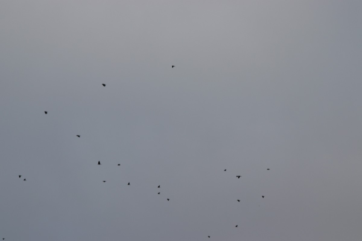 fiskekråke - ML647715624