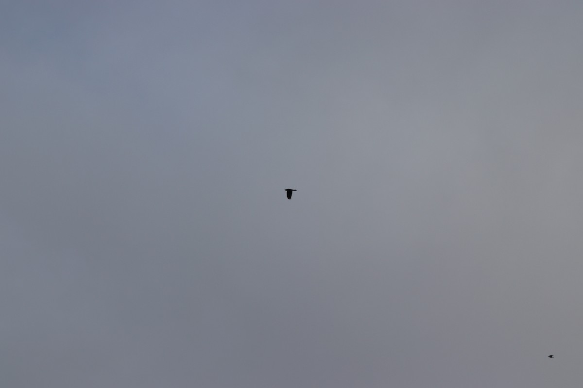 fiskekråke - ML647715625