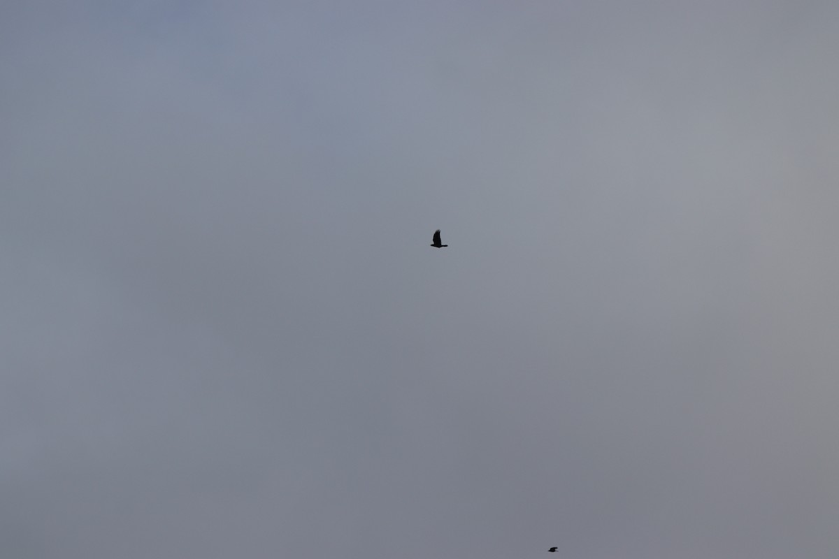 fiskekråke - ML647715626