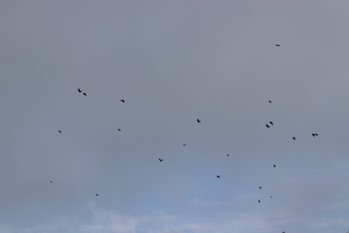 fiskekråke - ML647715627