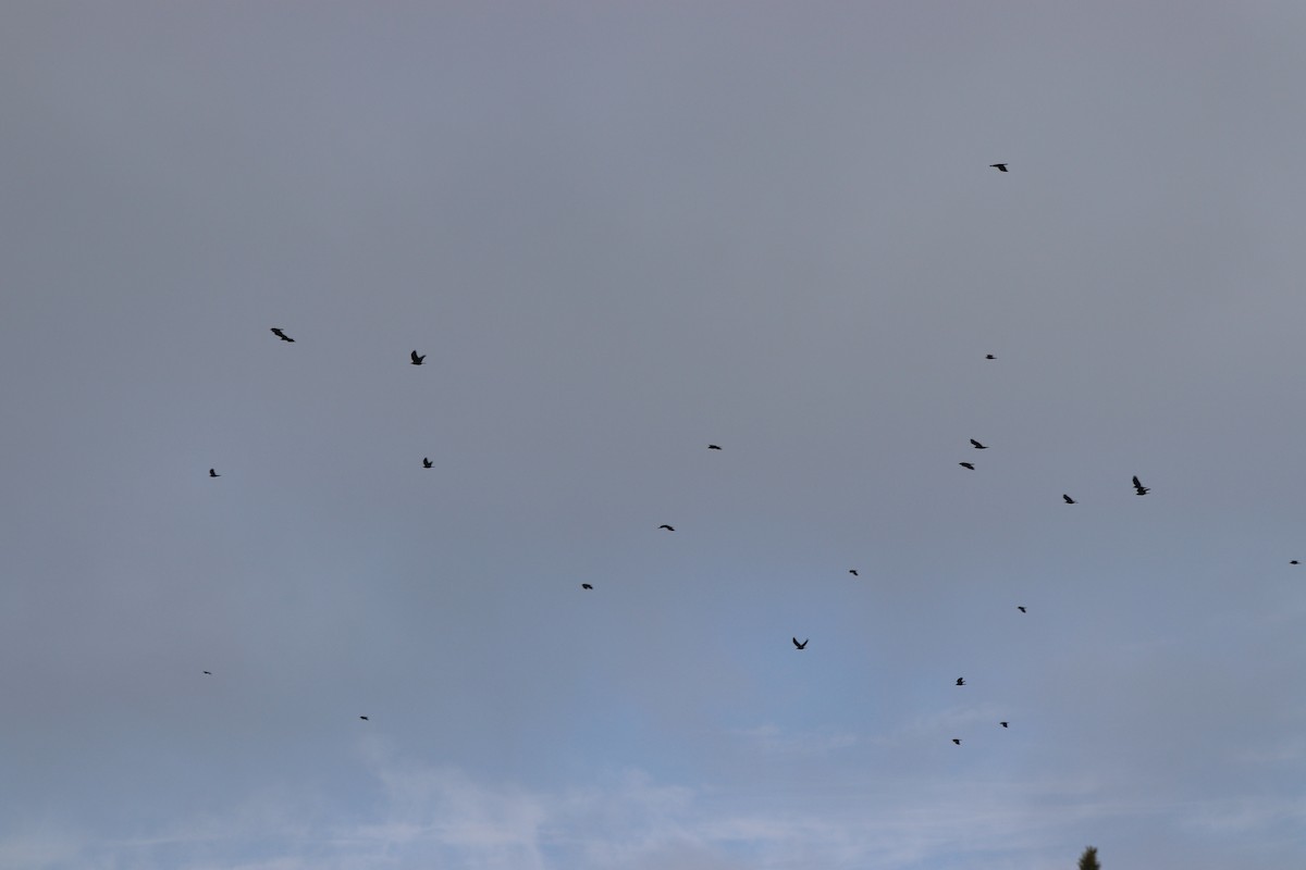 fiskekråke - ML647715628