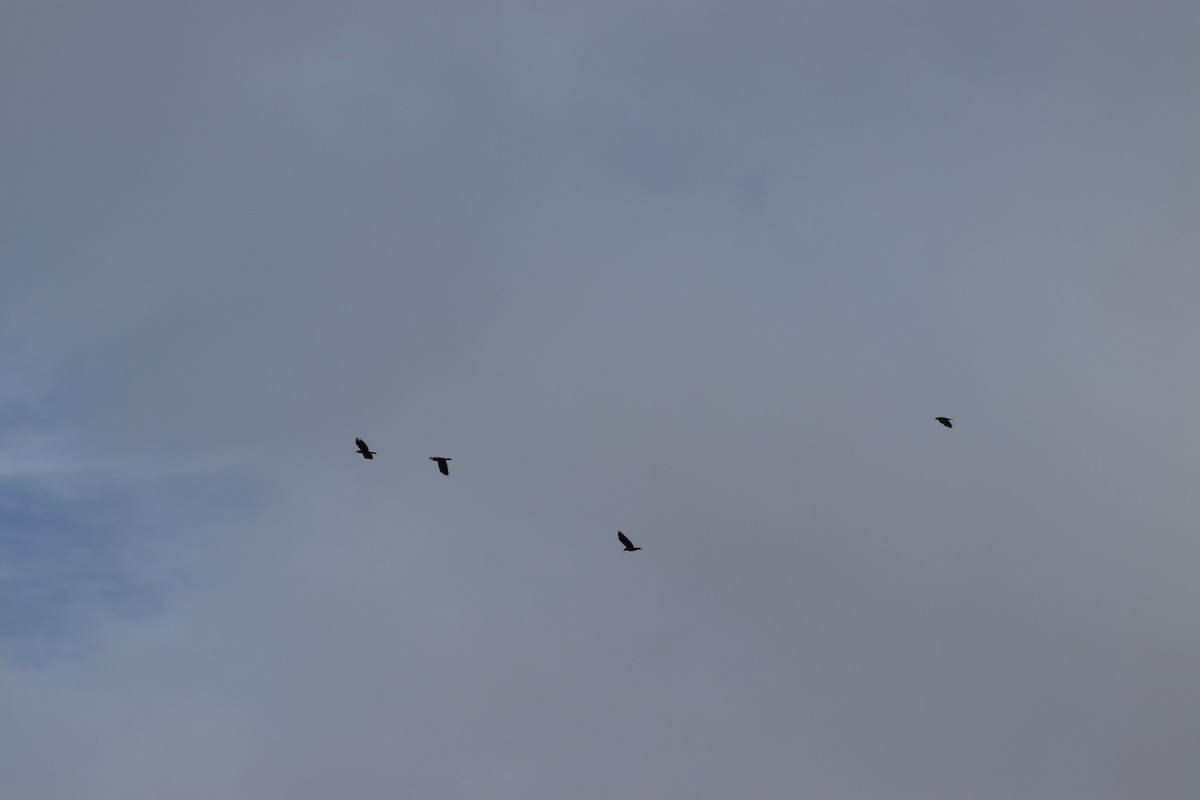 fiskekråke - ML647715629