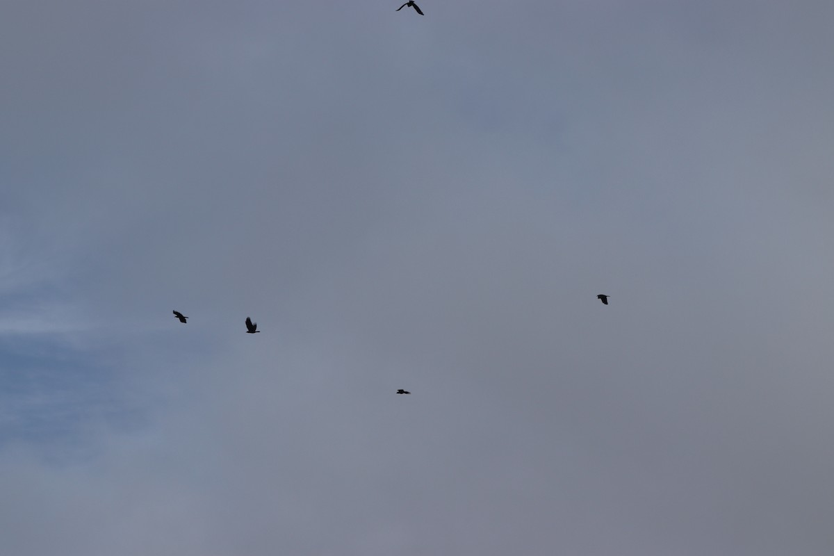 fiskekråke - ML647715630