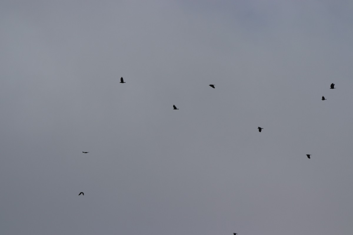 fiskekråke - ML647715631