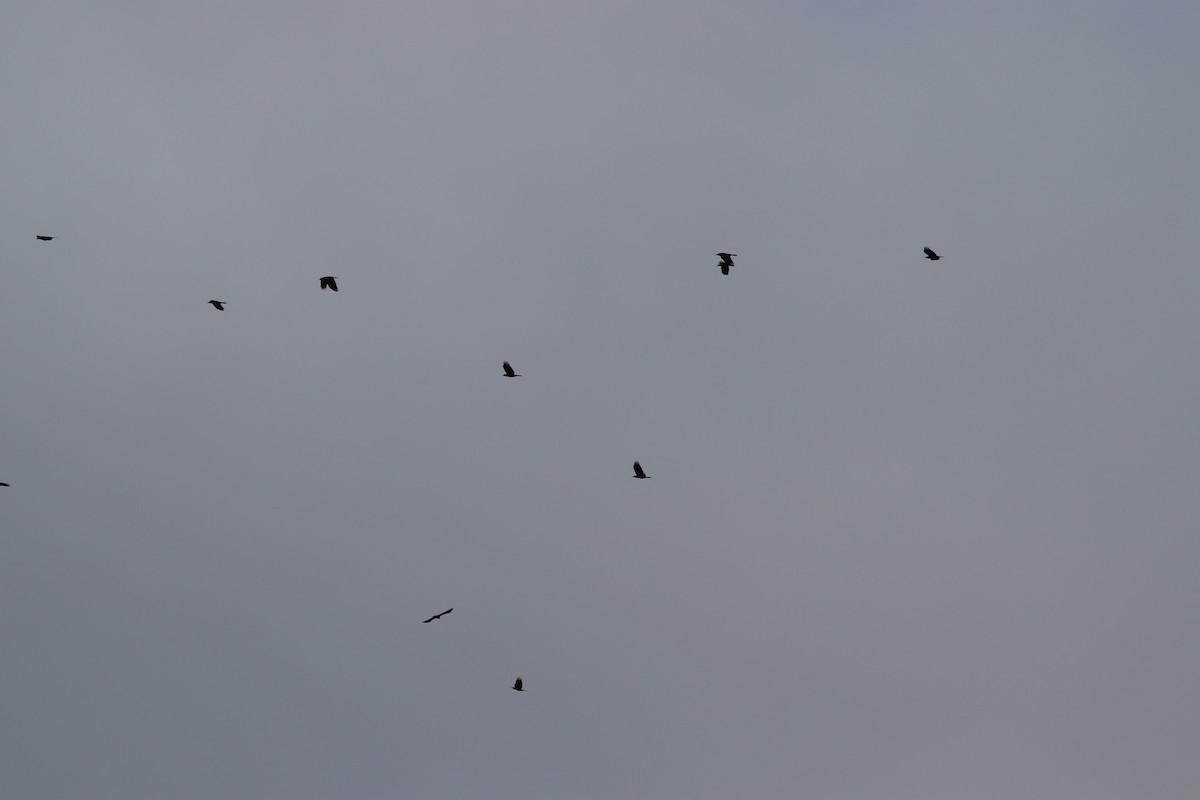 fiskekråke - ML647715632