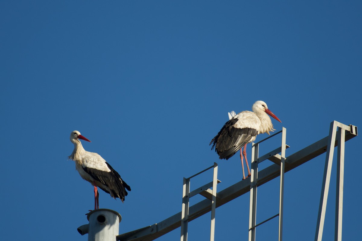 stork - ML647715637